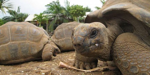 Crocodile giant tortoises park nature reserve (1)